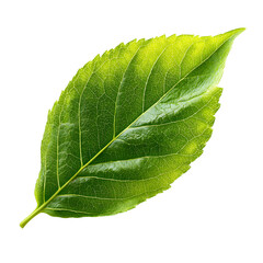 Detailed Photorealistic Green Leaf with Visible Veins Isolated on White Background