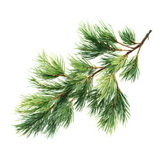 Realistic Pine Branch Isolated on White Background - Professional Stock Photo