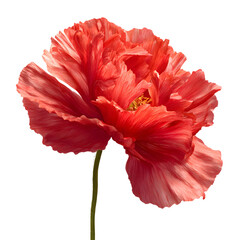 Vibrant Red Poppy Flower Blossoming with Delicate Petals Spread Out