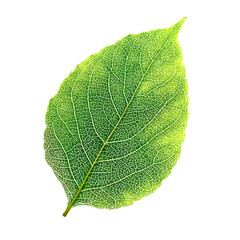 Detailed Single Green Leaf with Veins Isolated on White Background