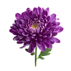 Professional Studio Shot of Fully Bloomed Purple Chrysanthemum Flower
