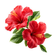 Vibrant Red Hibiscus Flowers with Green Leaves - Botanical Spring Blossoms