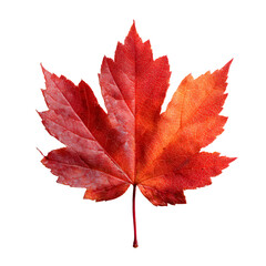 Vibrant Translucent Red Maple Leaf with Soft Shadow
