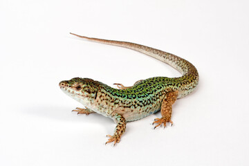 Ibiza wall lizard // Pityusen-Eidechse // lagartija de las Pitiusas (Podarcis pityusensis formenterae) - Formentera, Spain
