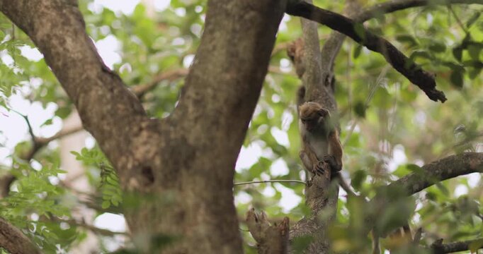 Three Monkeys Running And Playing On Branches In Lush Rainforest