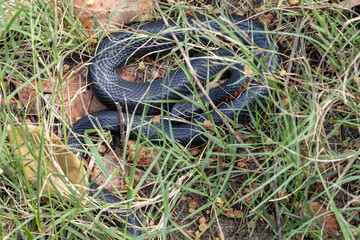 Australian Red-bellied Black Snake basking in-situ in a grassy patch of habitat