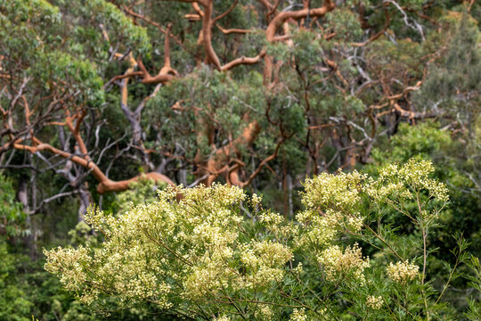 Green Wattle with Sydney Red Gum Trees in background