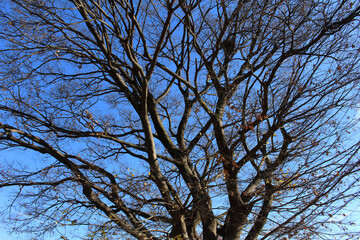 Old almost bare tree in winter background. Nearly leafless tree branches with few dead leaves against the blue sky in a sunny day.