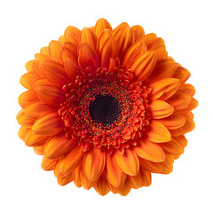 Vibrant Orange Gerbera Daisy Close-Up - Beautiful Flower Photography