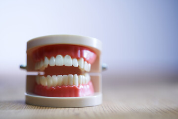 Dental model tooth on white background