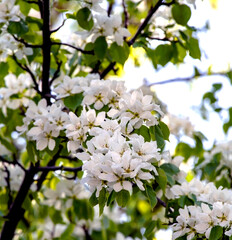 bright fragrant branches of blooming apple trees in spring