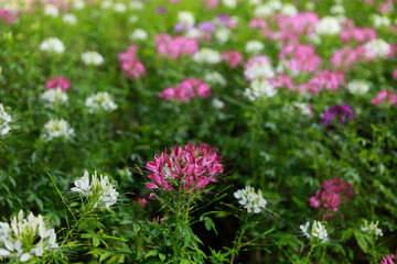 Beautiful pink and white spider flower in lush garden, creating serene and colorful floral background. This peaceful nature scene evokes feeling of calm and tranquility