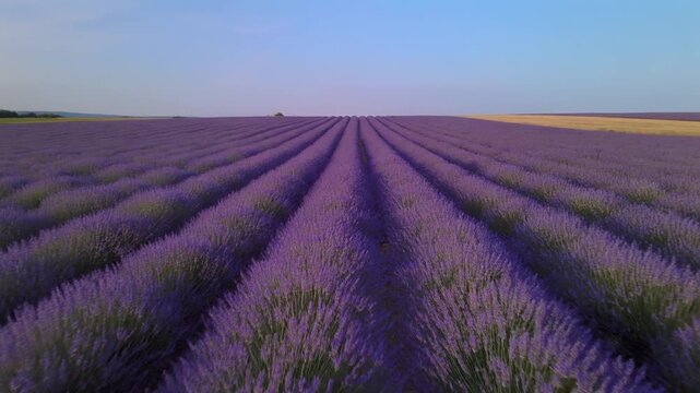A never-ending lavender field under clear skies