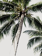 Naklejka premium Organic photo nature tropical palm coconut plant trunk green foliage neutral tones summer vibes