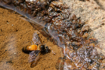 Small yellow hoverfly insect drinking water from wet puddle on ground. closeup macro of wildlife in nature showing tiny fly quenching its intense thirst