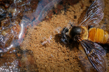 Somber macro view of dead honeybee on ground. This sad scene in nature shows insect decay near sticky substance, highlighting poignant circle of life and death