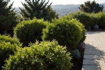 flowers in the garden