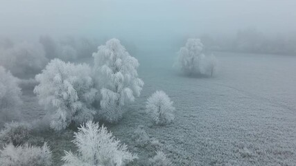 Ethereal winter landscape aerial drone view of frosted trees and grass covered in thick fog creating a serene and tranquil atmosphere perfect for nature documentaries and seasonal promotions