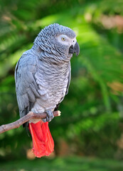 Obraz premium WCC_0133- African Grey Parrot