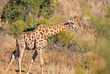 WCC_0761- Giraffe