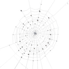 Delicate Spider Web on Transparent Background