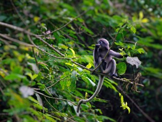 A Dusky leaf Macaque is sitting on a branch at Kaeng Krachan National Park Thailand