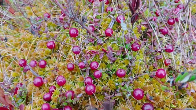 Wild cranberries grow in a swamp