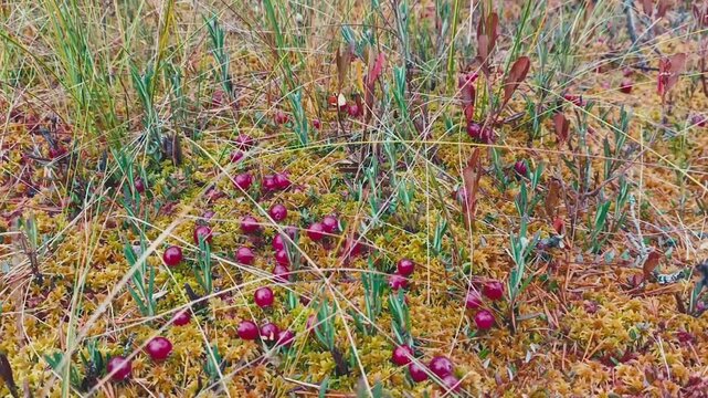 Wild cranberries grow in a swamp