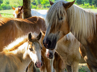 Young horses in a farm
