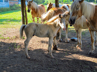 Young horses in a farm
