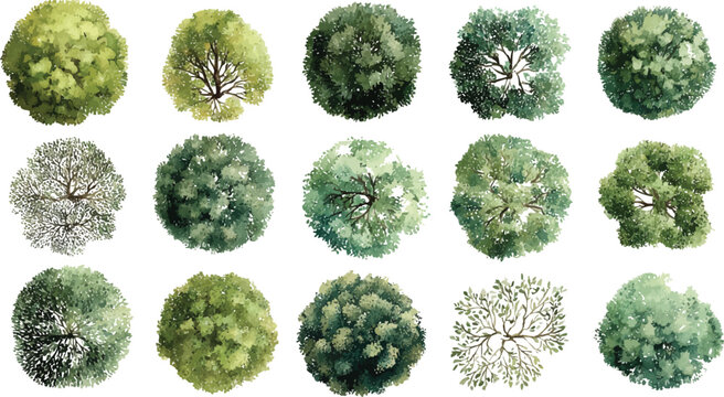 Collection of fifteen diverse watercolor top view trees with green foliage and visible branches on a white background