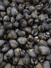 Fresh raw cockle seafood background showing pile of blood clam bivalve molluscs. natural ribbed shell texture creates detailed pattern perfect for culinary concept