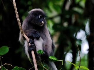 A Dusky leaf Macaque is hanging from a branch, holding the tip of the tree with its hand, making strange face at Kaeng Krachan National Park Thailand