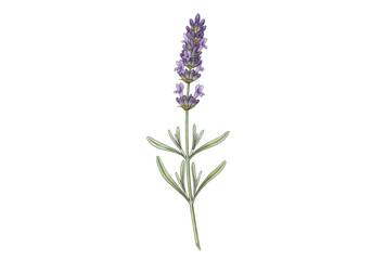Naklejka premium Meticulous botanical watercolor illustration of a vibrant purple provence lavender sprig, wet-on-wet technique, isolated on a transparent background with copy space. Concept of natural ingredients