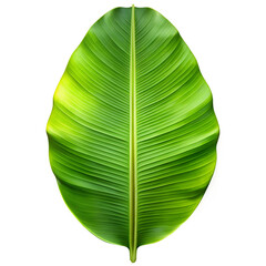 Banana Leaf Isolated on Transparent Background