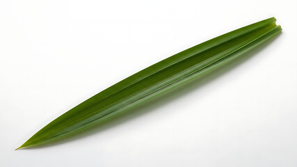 Single Green Palm Leaf Isolated on White Background, Natural Element