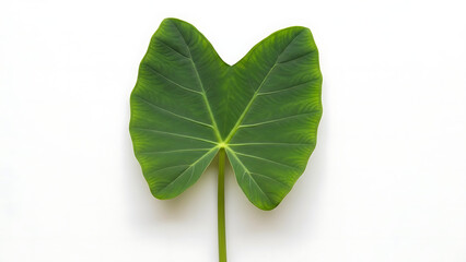 Large Heart-Shaped Green Leaf with Stem Isolated on White Background