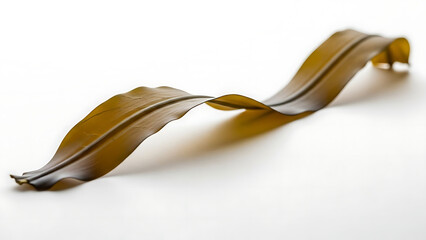 Vibrant green brown kombu kelp seaweed isolated on white