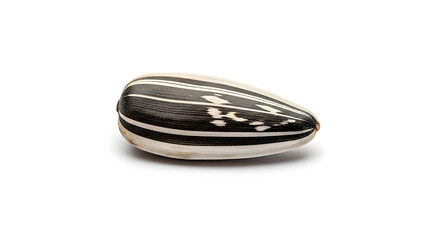 Single Sunflower Seed with Black and White Stripes Isolated on White Background