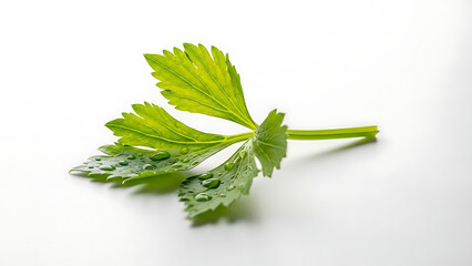 Close-up of a fresh, vibrant green celery leaf with water droplets on a white background
