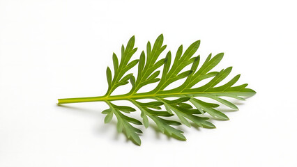Freshly cut green herb leaf displaying natural beauty and intricate botanical details