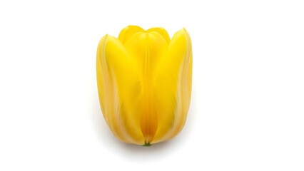 A vibrant yellow tulip stands alone against a pure white background, symbolizing spring's arrival and natural beauty