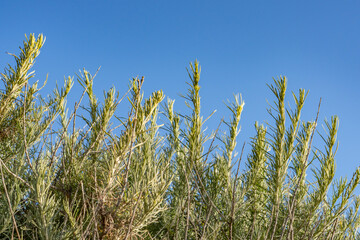 Obraz premium Artemisia californica, California sagebrush or cowboy cologne (due to its fragrant smell). Point Mugu Beach, California State Route 1, Pacific Coast Highway. Ventura County. 