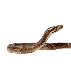 PNG of A close-up of a beautiful brown snake gliding elegantly against a white background.