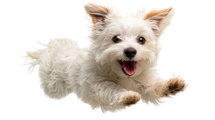 Happy playful white dog mid jump with tongue out, conveying joy and energy perfect for pet care ads and lifestyle promotions.