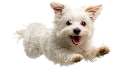 Happy playful white dog mid jump with tongue out, conveying joy and energy perfect for pet care ads and lifestyle promotions.