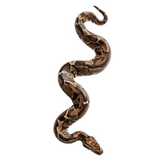 PNG of A beautifully patterned brown and tan boa constrictor snake coiled elegantly against a transparent background.