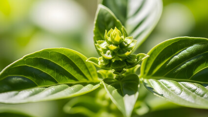 Obraz premium Close-up of vibrant green basil plant with developing flower buds.