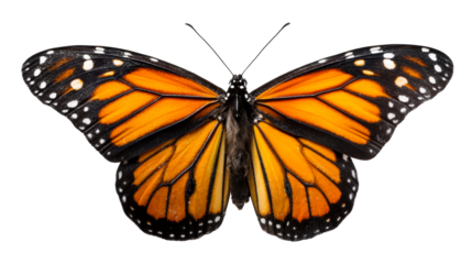 Monarch butterfly exhibiting striking orange and black wings with white spots, perfect for nature documentaries and wildlife conservation campaigns.