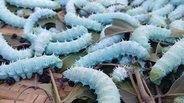 The image displays the larvae, or caterpillars, of the Eri silkworm moth (Samia ricini). These insects are economically important for producing Eri silk. 